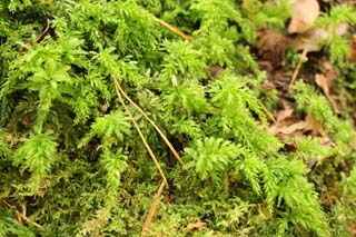 Plagiomnium undulatum